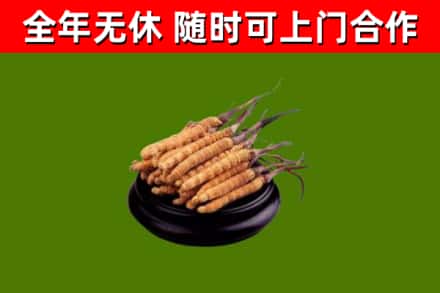 靖远回收冬虫夏草