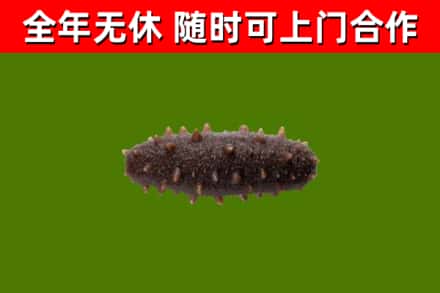 靖远回收海参干